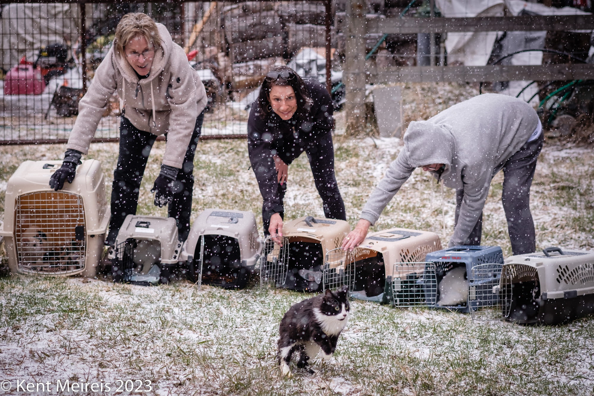 Black and white feral cats